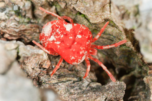 Recognizing the Signs of Mite Infestations: 5 Things to Look Out For